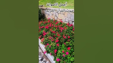 اللهم🤲 اجعل القرآن ربيع قلوبنا ونور صدورنا#اكسبلور#راحة_نفسية القارئ اسلام صبحي #المصحف #راحة_نفسية