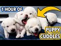 1 Hour Of Puppy Cuddles, Squeals, and LOVE!