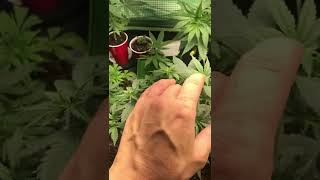 Comparison Grow