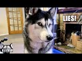 Husky JABS His Snoot At Me! The Biggest Argument!