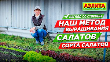 Этот метод выращивания салатов №1. Любимые сорта салатов.