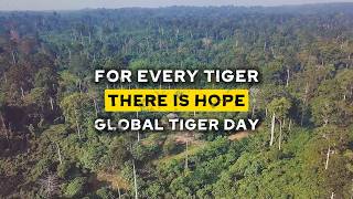 Global Tiger Day 2026