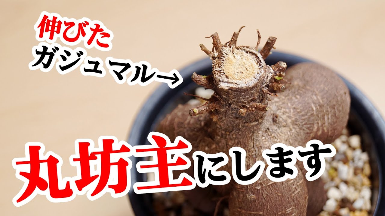 ガジュマルを超簡単な剪定で、元の姿に戻します【観葉植物】 - YouTube