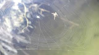 How does a spider  weave its web . \/\/  #spider #naturephotography \/\/; #nature