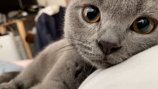 你好，小蓝猫！小奶猫超级粘人  #cute kitten
