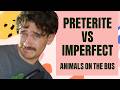 Preterite vs Imperfect | Spanish Conversation about Animals