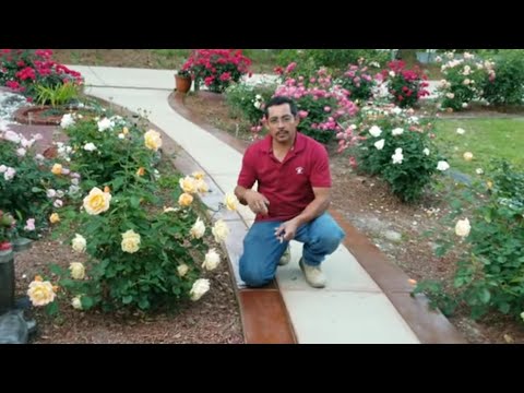 Vídeo: Rosas Podando