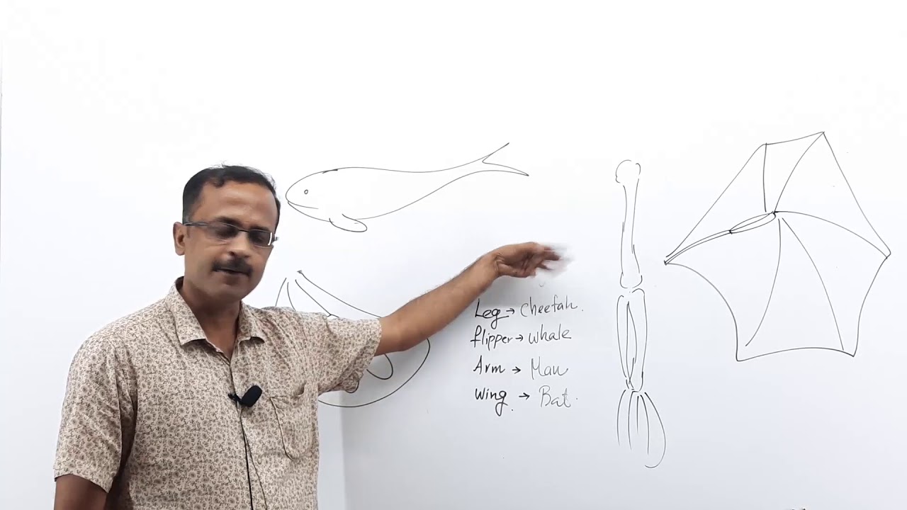 EVOLUTION PART 4 - YouTube