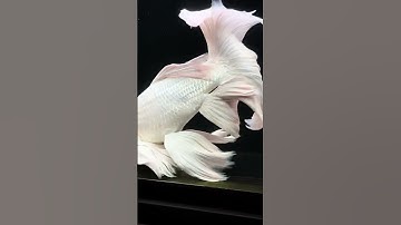 Vũ điệu trong nước  - Beautiful platium Taiwan butterfly carp #butterflycarp  #cachepsutu