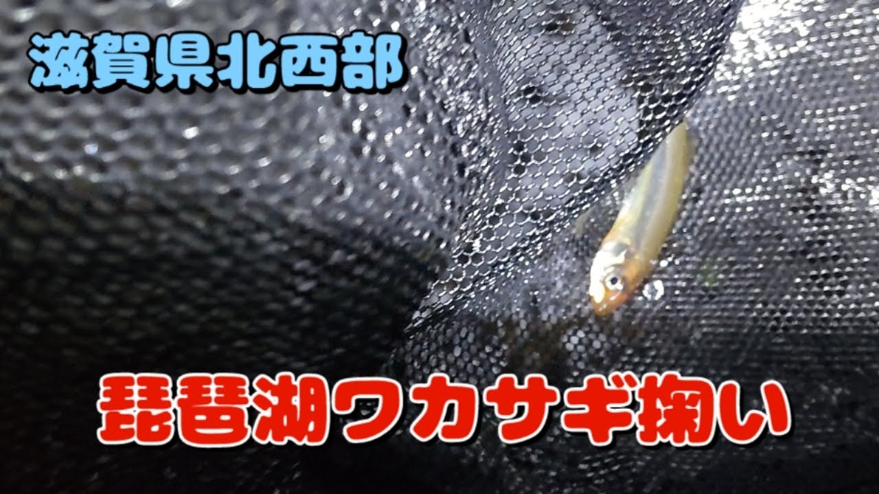 琵琶湖ワカサギ掬い2🐟️デカいワカサギ
