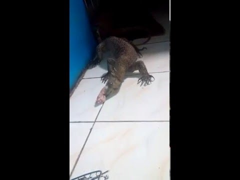 Biawak Nebu Youtube