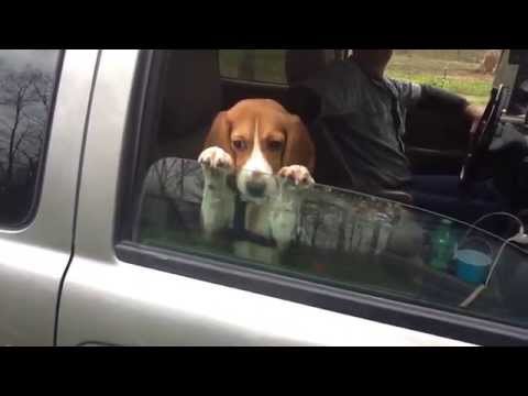 Beagle Puppy Hangs on Car Window