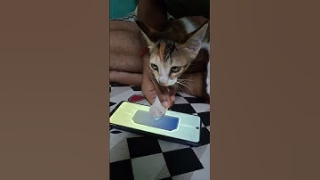 Thumbnail of My Cat Spin Aspirant Free Draws 🗿🤣  #mobilelegends #mlbb #mlbbcreatorcamp  #mobilelegendsbangbang