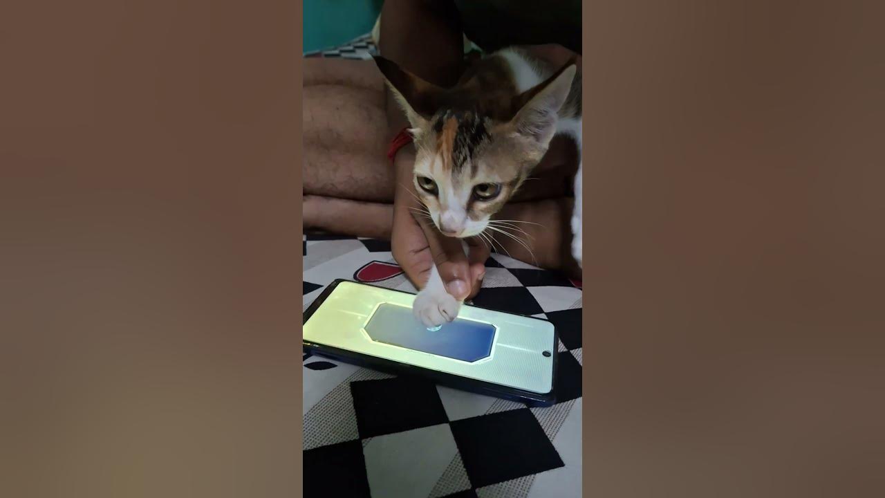 My Cat Spin Aspirant Free Draws 🗿🤣  #mobilelegends #mlbb #mlbbcreatorcamp  #mobilelegendsbangbang