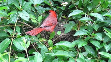 Cardinal Nest (Part 2)