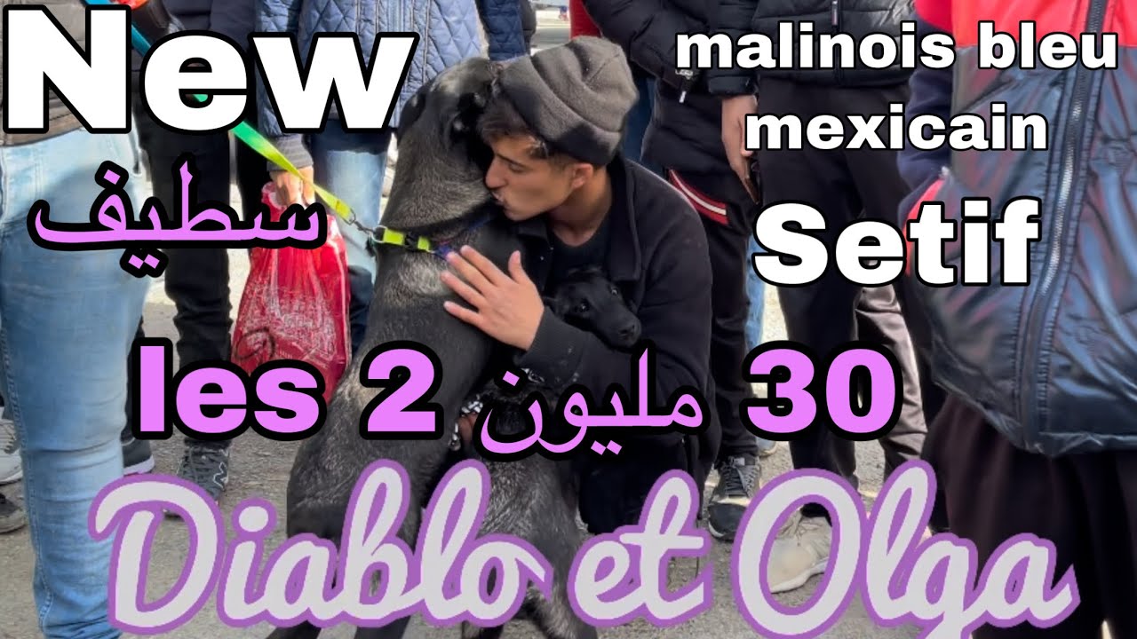 الأكيطا و المالينوا المكسيكي سلعة نادرة وسعر خيالي /كلاب الملايين .. مباشر سوق سطيف 2022