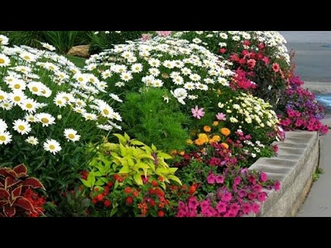 Vídeo: Flores delicadas do jardim de outono: anêmona, áster, vaccaria e chelon