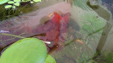 Ngày nghỉ ở nhà ngắm hồ cá vàng thủy sinh, không lọc, không sủi oxy