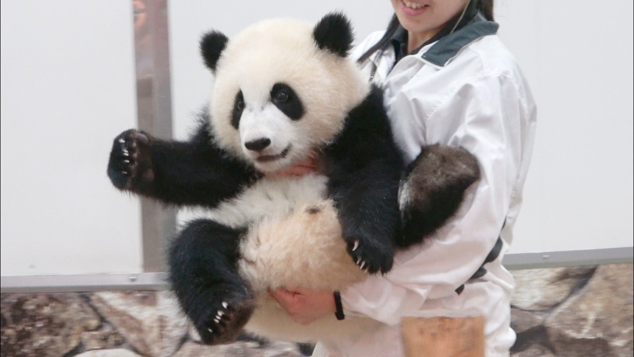 海外 ヴィンテージ ベビー キルト パンダ A baby panda was brought in, gently held by a zookeeper ♥ #panda