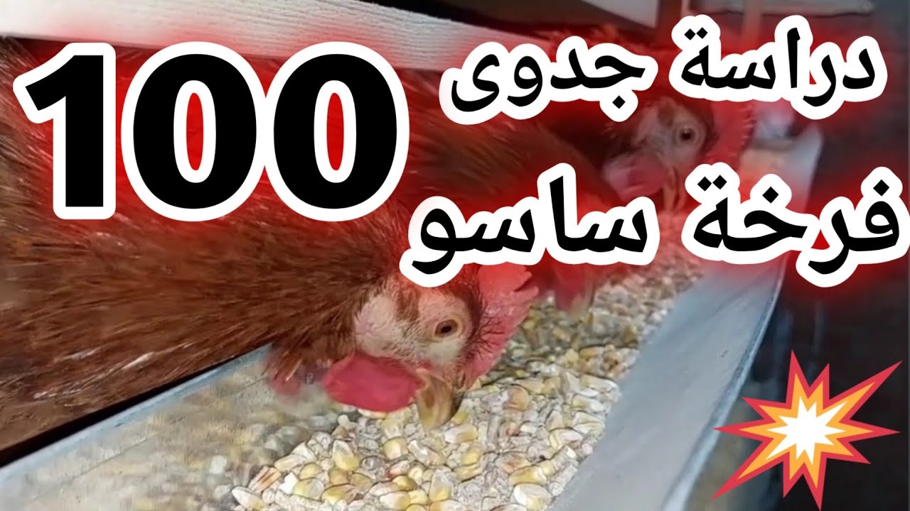 دراسة جدوى عدد ١٠٠ فرخة ساسو #تسمين الدواجن#تربية الدواجن