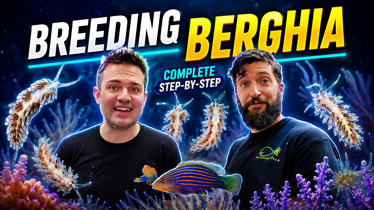 The BERGHIA NUDIBRANCH BREEDING FACILITY at Absolutely Fish