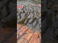【閲覧注意】鯉たちの戦争