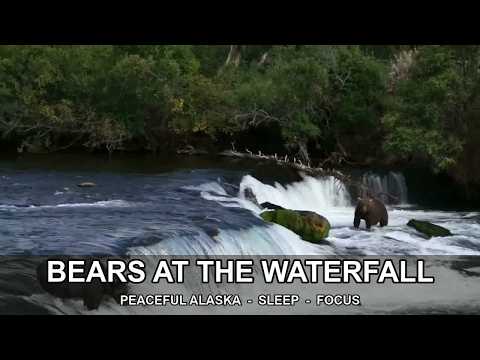 Brooks Falls Bears Live - Katmai, Alaska — King Salmon, AK live camera thumbnail