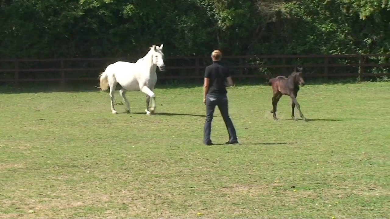 Mares and Foals from Pelion Stud on a Summers Morning.MTS