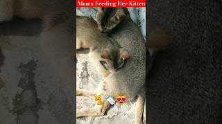 Mom Cat Feeding Baby Cat #kitten  #momcat