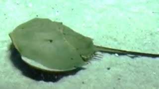 Chinese horseshoe crab / Tachypleus tridentatus