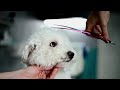 HAIRSTYLE For THE BEST DOG Ever (Bichon Frise Scissors Grooming)