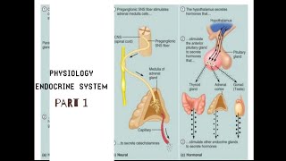 |صيدلة ثانية / فسلجة نظام الغدد الصماء وهرموناته _ الجزء 1