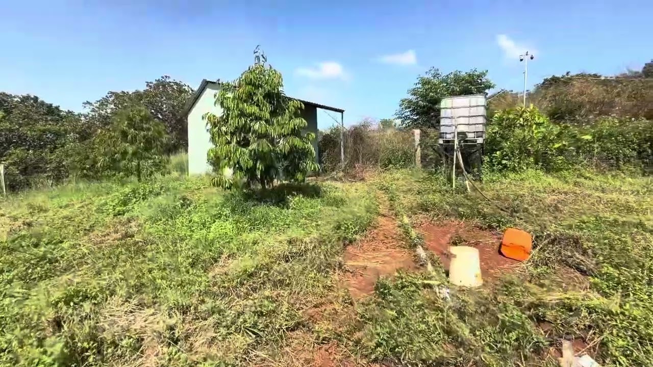 Bán đất sầu riêng 3mt nhựa bung ra 1ha53 200 cây sầu riêng thái Lh 0972317731