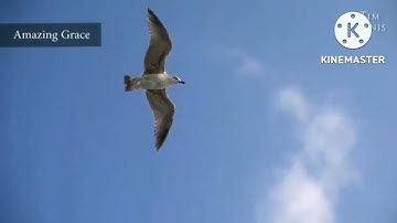 سورة الإنسان 🍃 القارئ عمر بن عبد العزيز.