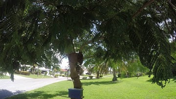 Todd Caught my first Honey Bee Swarm!