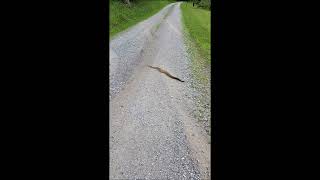 Pennsylvania Rattlesnake! by William S 139 views 8 months ago 26 seconds