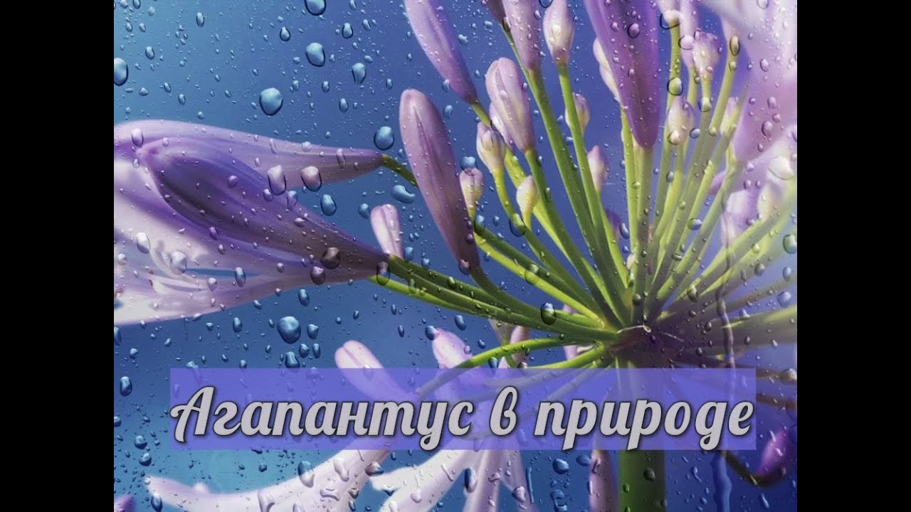Агапантус в природе
