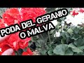 ⚠️ Haz Esto Y Tendrás Unos GERANIOS El Doble De GRANDES • Como PODAR Un Geranio | Poda Del Geranio