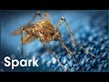 Why Mosquitos Are The Most Dangerous Creatures In The World | Zapped | Spark