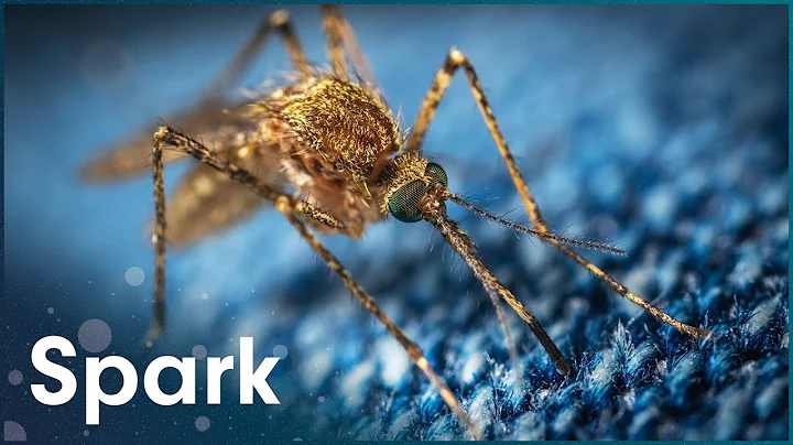 Why Mosquitos Are The Most Dangerous Creatures In The World | Zapped | Spark - DayDayNews