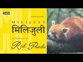 मिलिजुलीः हाब्रे | Milijuli, an educational series, Ep#4: Red Panda, The Himalayan Firefox