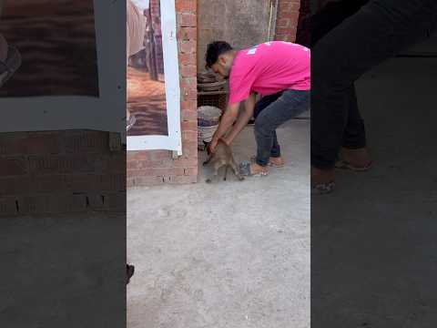 لقيت كلاب مالينو في المزرعه