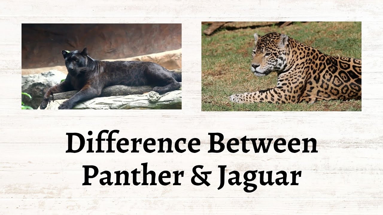 difference-between-panther-and-jaguar-jaguar-vs-panther-which-feline