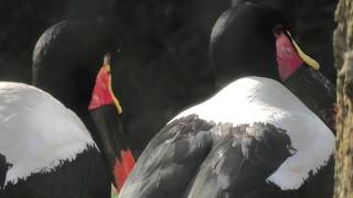 Saddle Billed Stork Miyazaki City Phoenix Zoo Miyazaki Japan December 9 19 Youtube