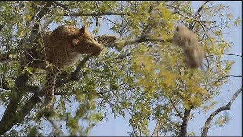 Leopard vs Monkey| A leopard hunts a monkey on tree
