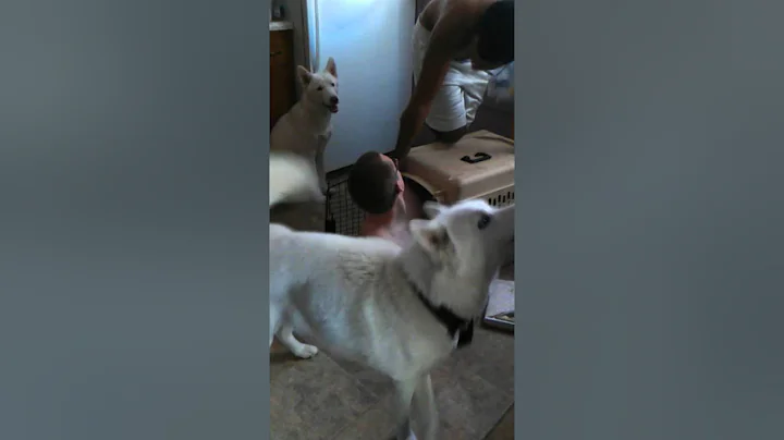 Zach trying to get in dog kennel