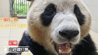 “福寶”的隔離檢疫日記03 | iPanda熊貓頻道