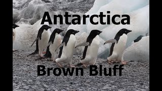 Antarctica - Brown Bluff, 40 000 Adelie penguins marching along the beach!