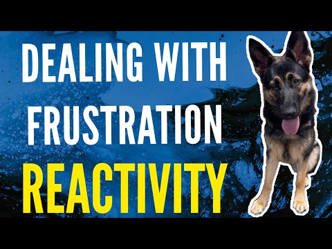 Video: Ako môžem spravovať bariér frustrácie môjho psa?