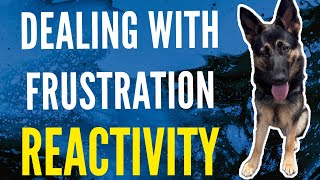 Dealing with frustration reactivity #dog #dogtraining